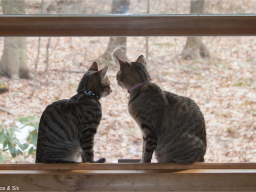 FelineFriends