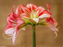 Flora